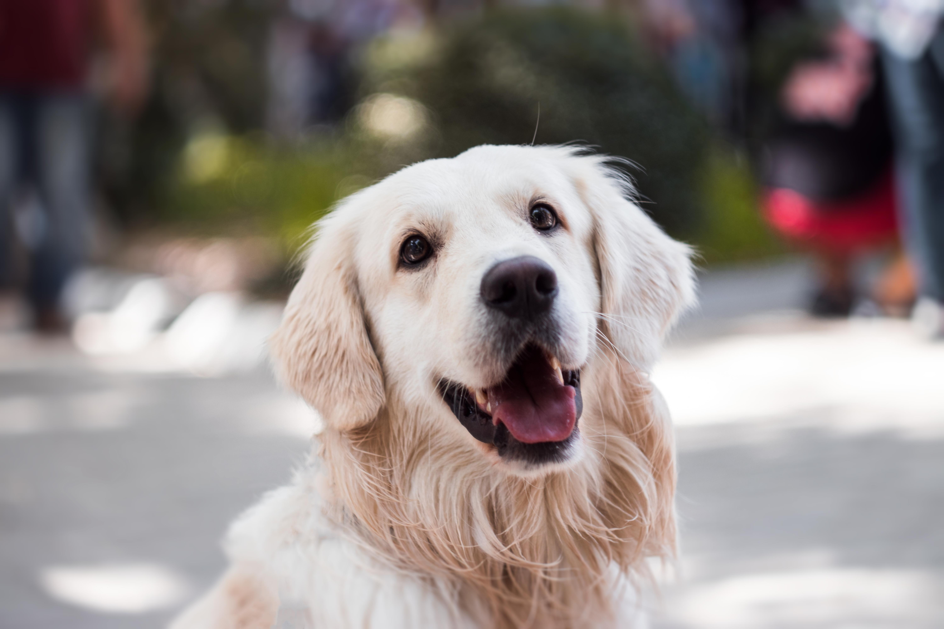 Best dog food for senior golden retriever best sale