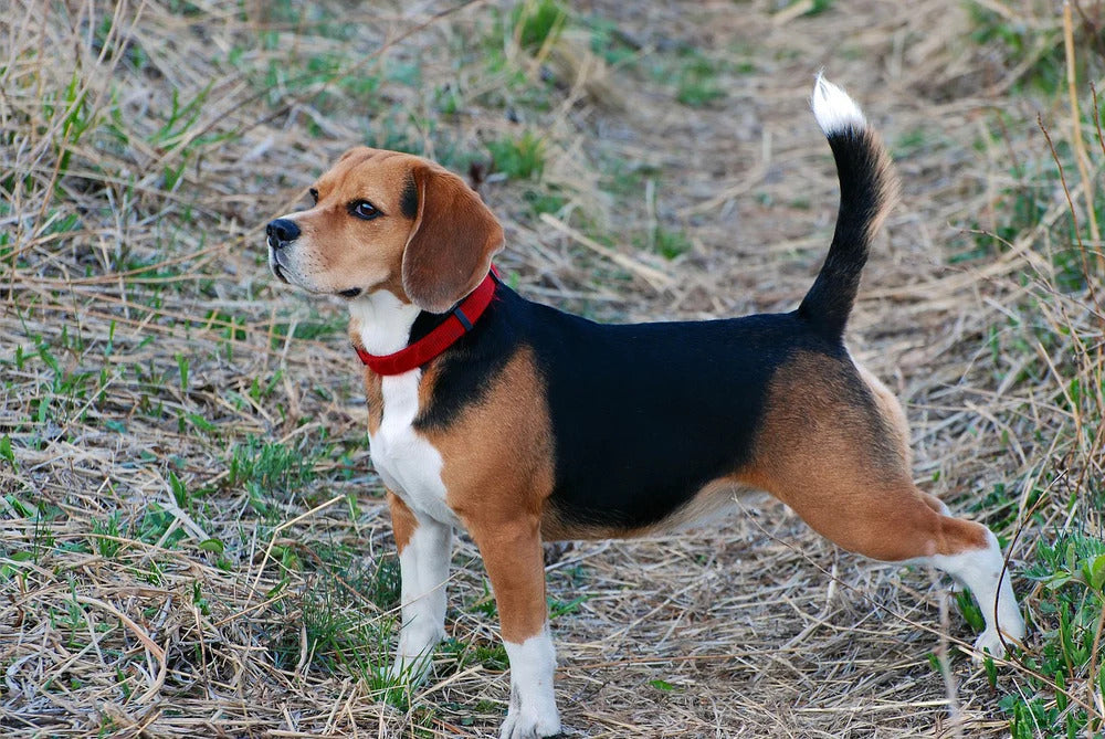 Senior beagle shops