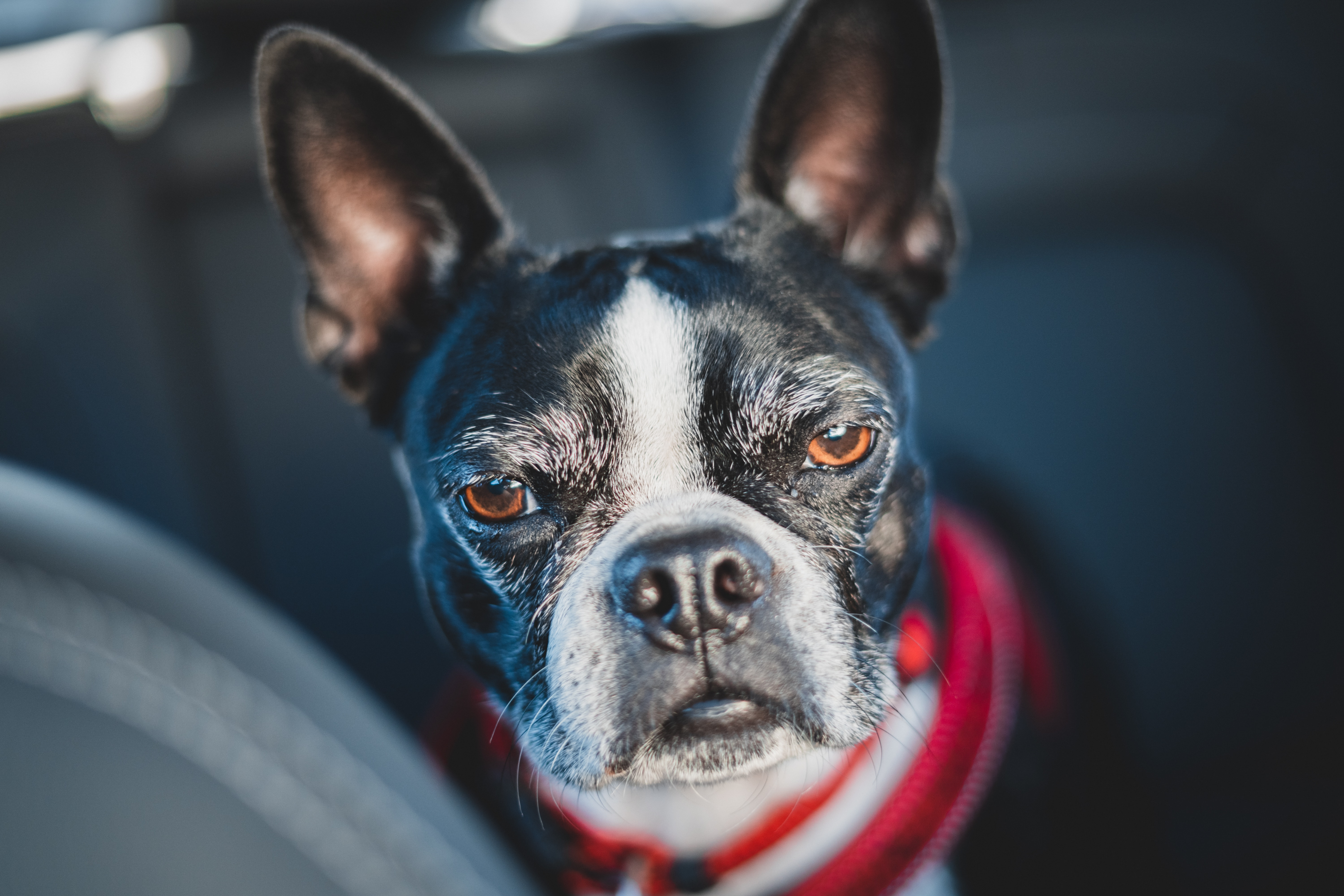 Best dog food for boston terriers best sale