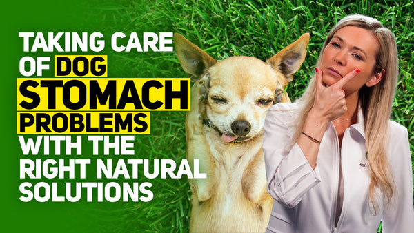 Dog digestive problems sales remedies