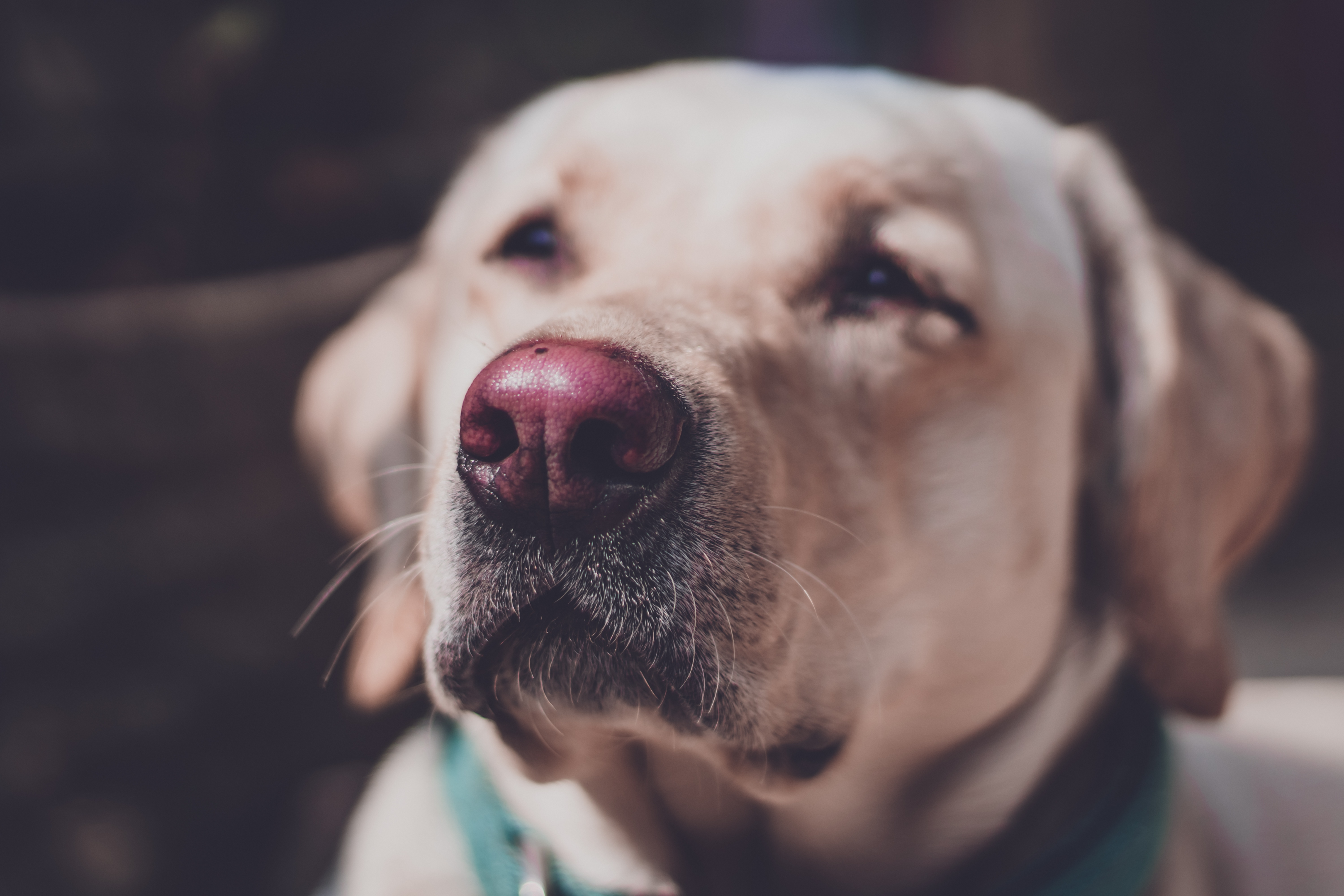 Best food 2024 for senior labrador