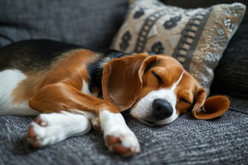 Abscess in dogs - beagle sleeping