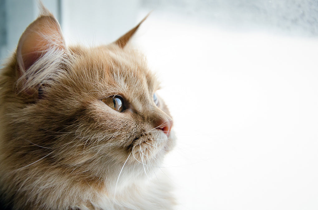 Cat beside the window.