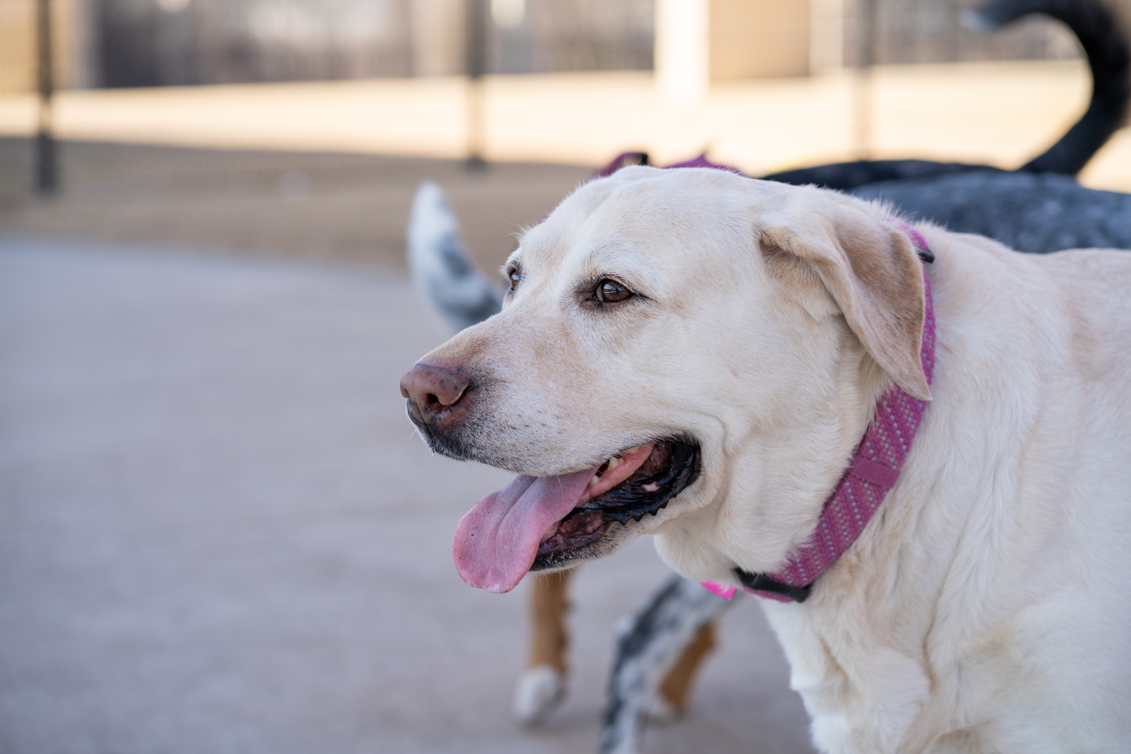 Labrador grooming 2024