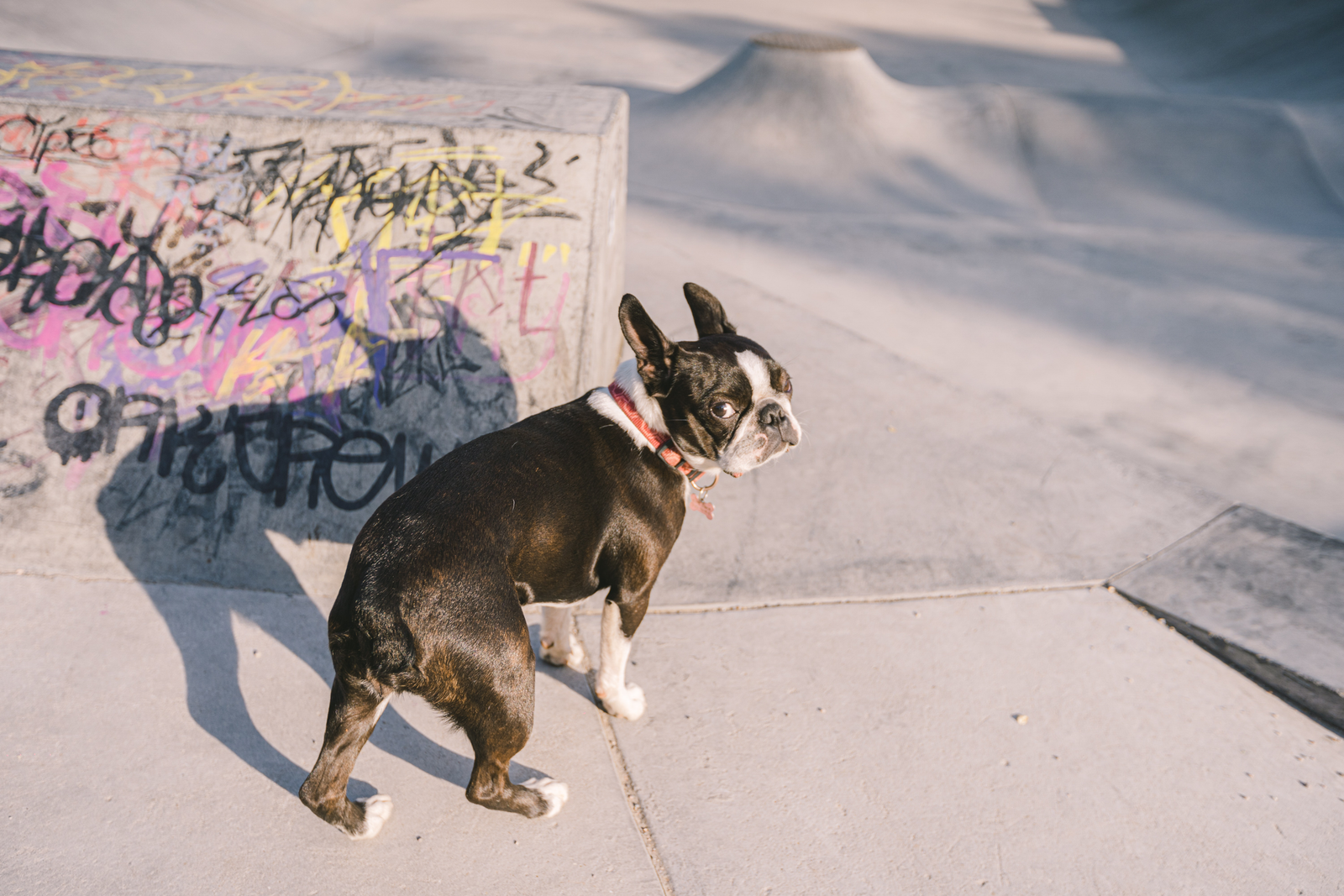 Boston 2024 terrier digging