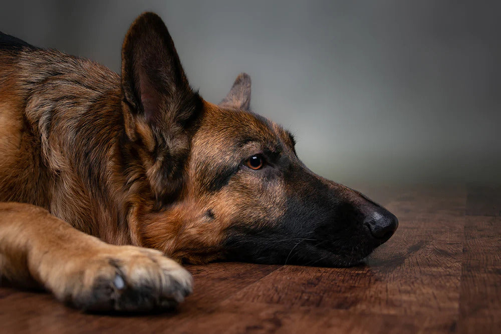 German Shepherd dog lying down.