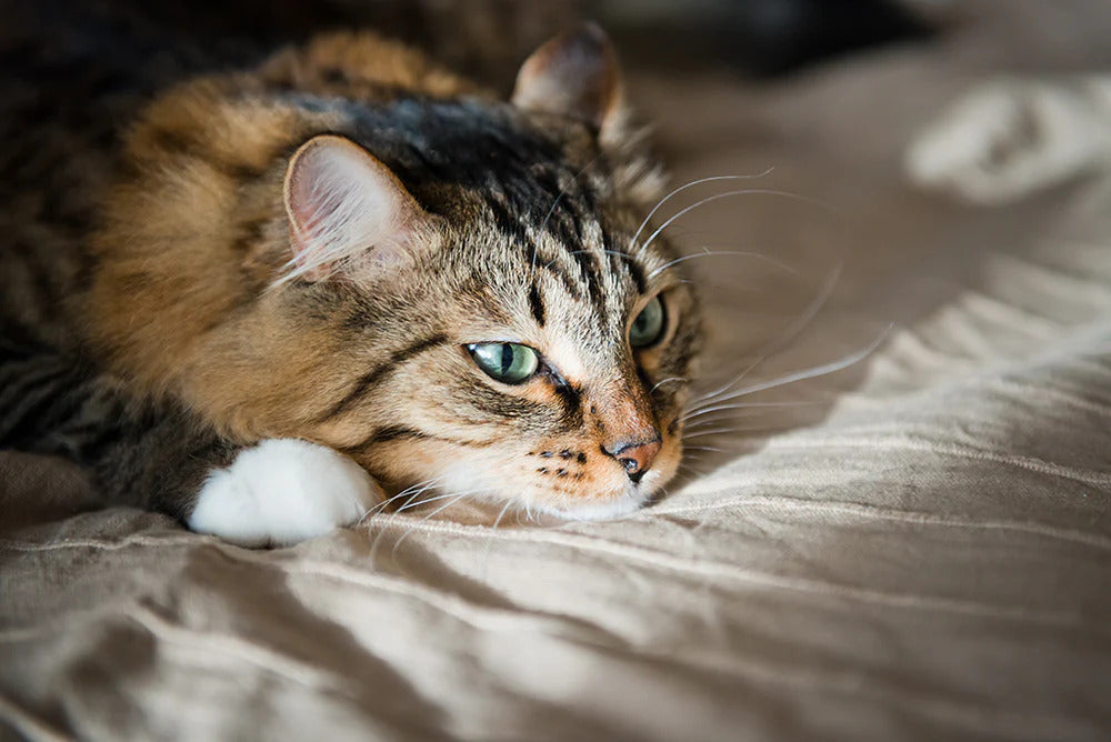 Tabby cat lying on the bed.