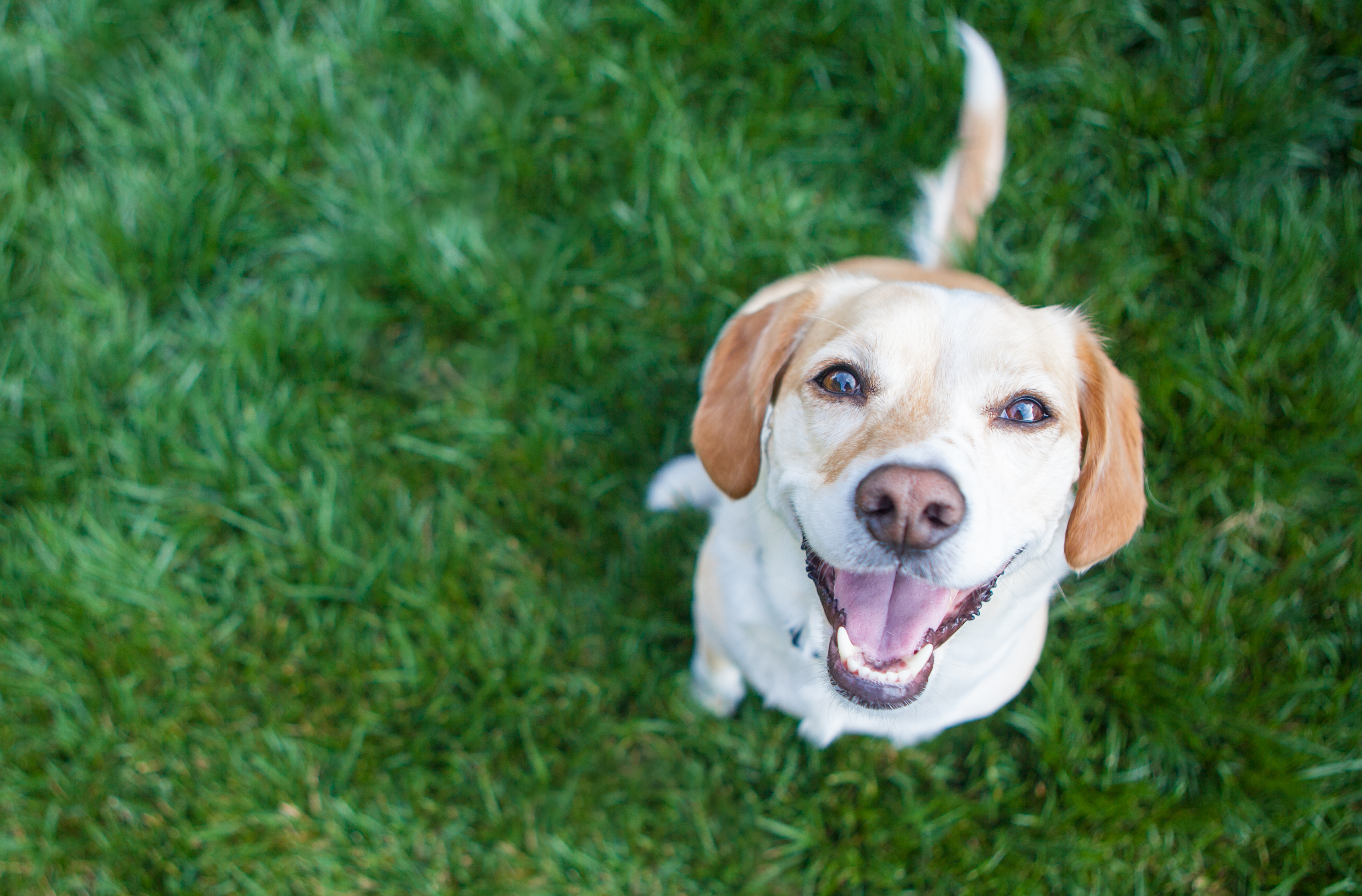 How To Successfully Fade The Lure In Dog Training