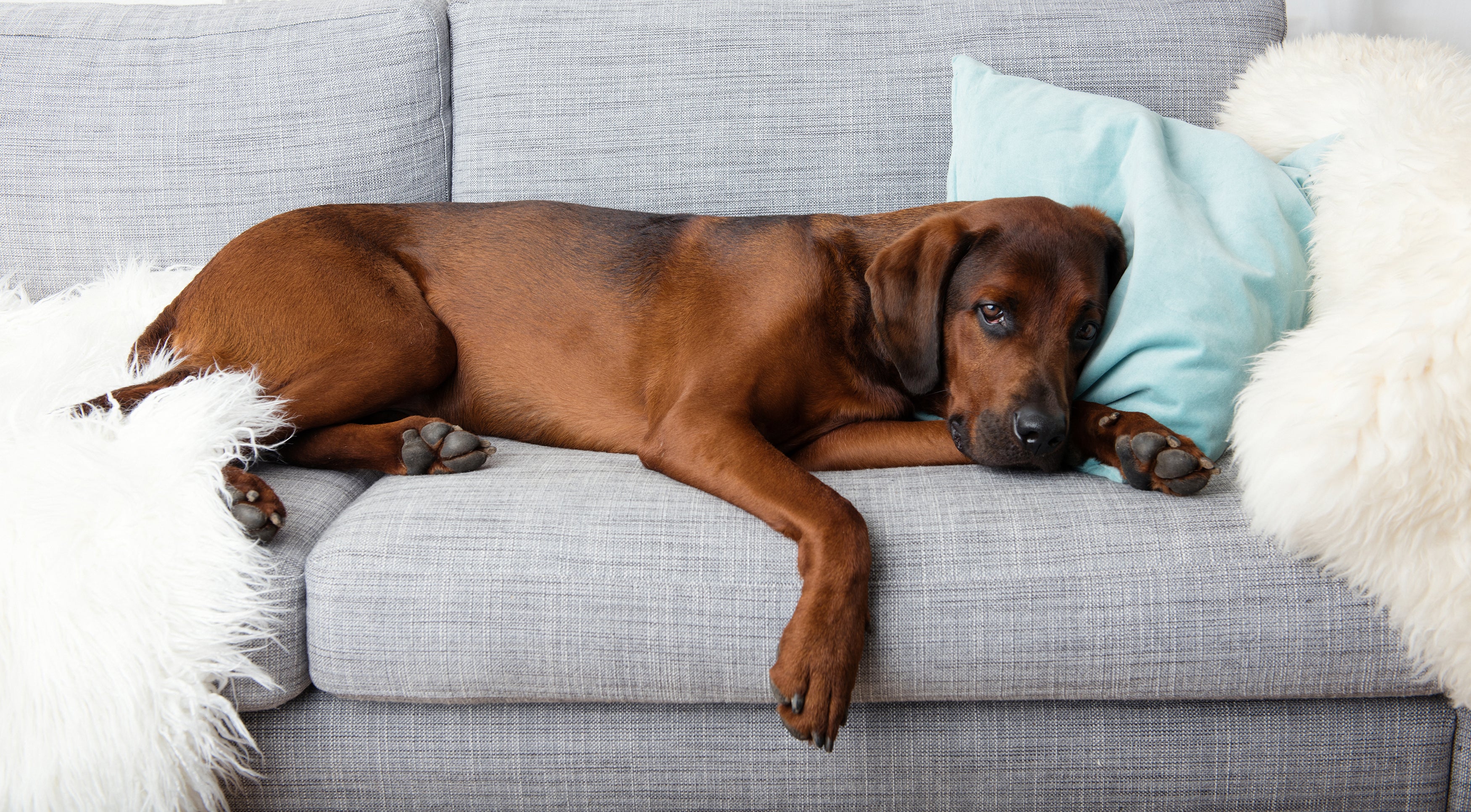 what causes high creatinine levels in dogs